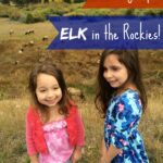 Our new Fall Favorite excursion is seeing the Elk in Rocky Mountain National Park. Check our tips for your next trip! kid-friendly travel |nature trips| Colorado |Fall trips