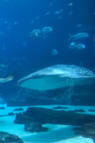 four whale sharks, four manta rays, and thousands