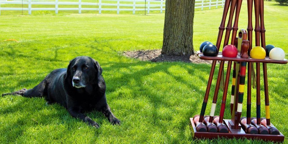 Play croquet in your backyard